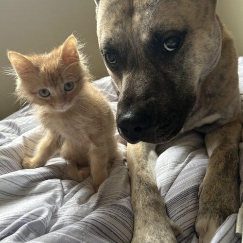 Titus, Adoptable, Young Male Shepherd & Pit Bull Terrier.