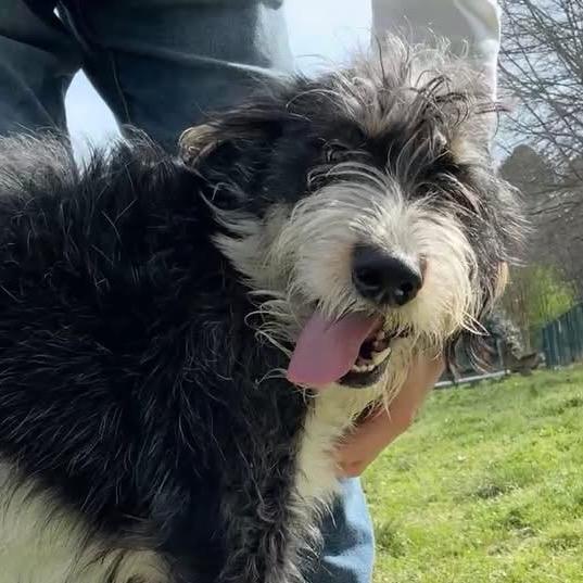 Bingo, Adoptable, Adult Male Border Terrier & Mixed Breed.