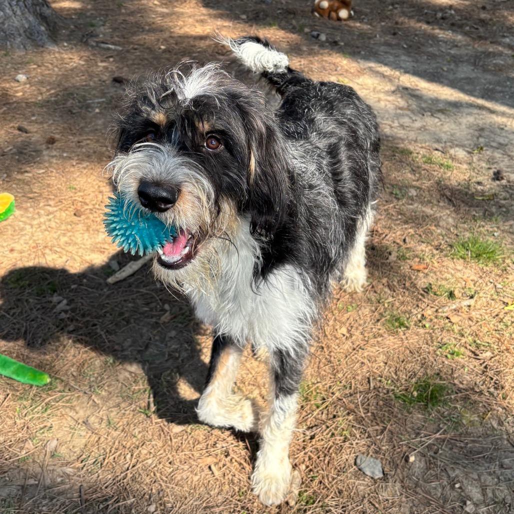 Enlarge Bingo, a Adoptable mixed breed in Little Rock, AR image 2/6