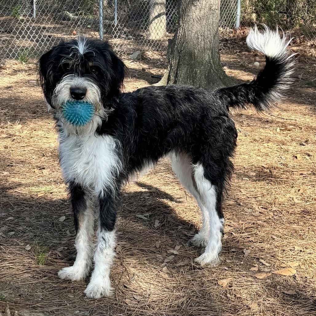 Enlarge Bingo, a Adoptable mixed breed in Little Rock, AR image 3/6