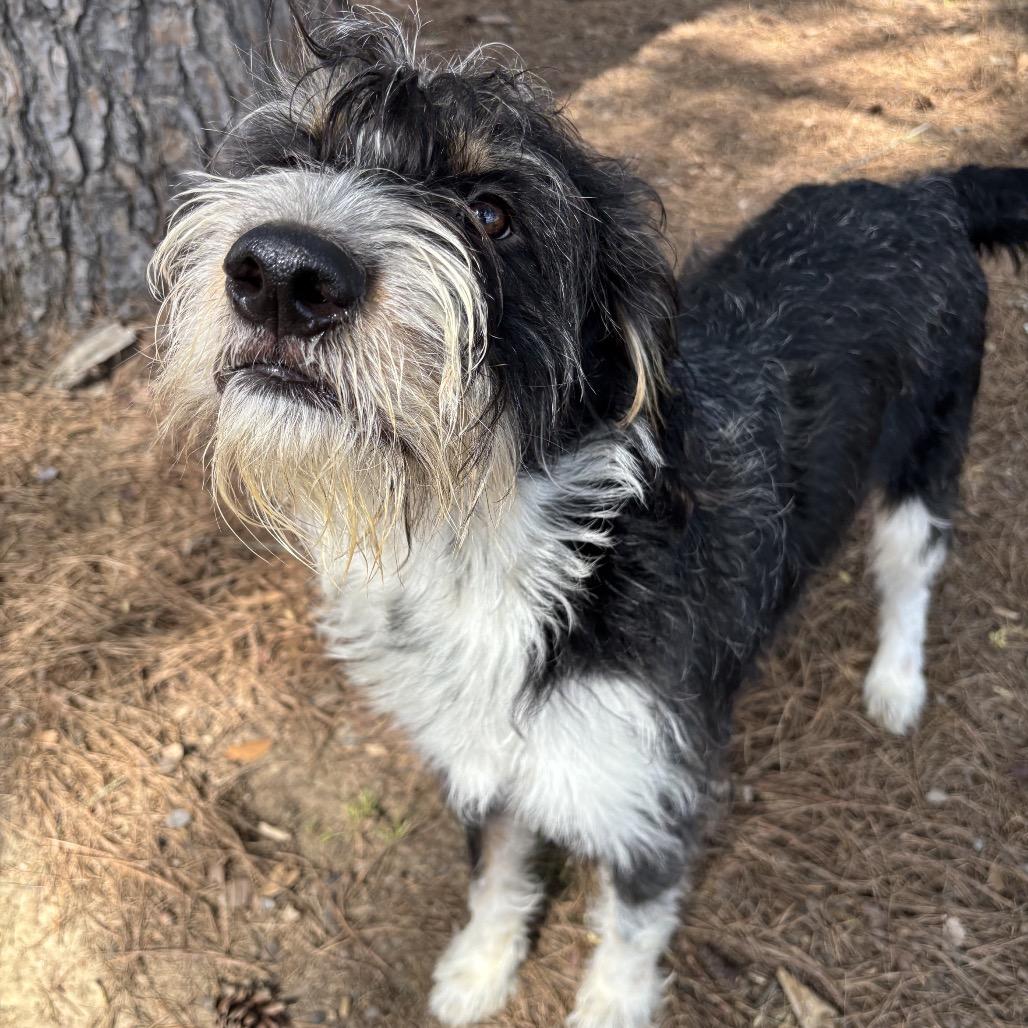 Enlarge Bingo, a Adoptable mixed breed in Little Rock, AR image 4/6