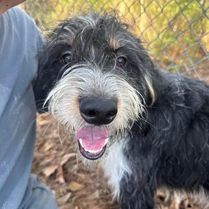 Enlarge Bingo, a Adoptable mixed breed in Little Rock, AR image 5/6