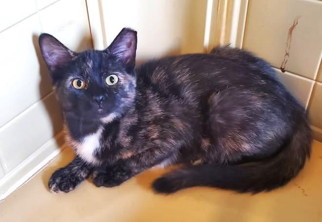 Reva      (Spicy), Adoptable, Kitten Female Tortoiseshell.