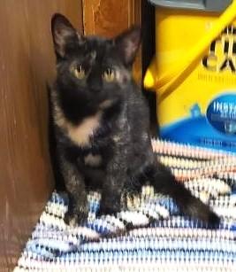 Reva (Spicy), a Adoptable Tortoiseshell in Ypsilanti, MI image 4/5