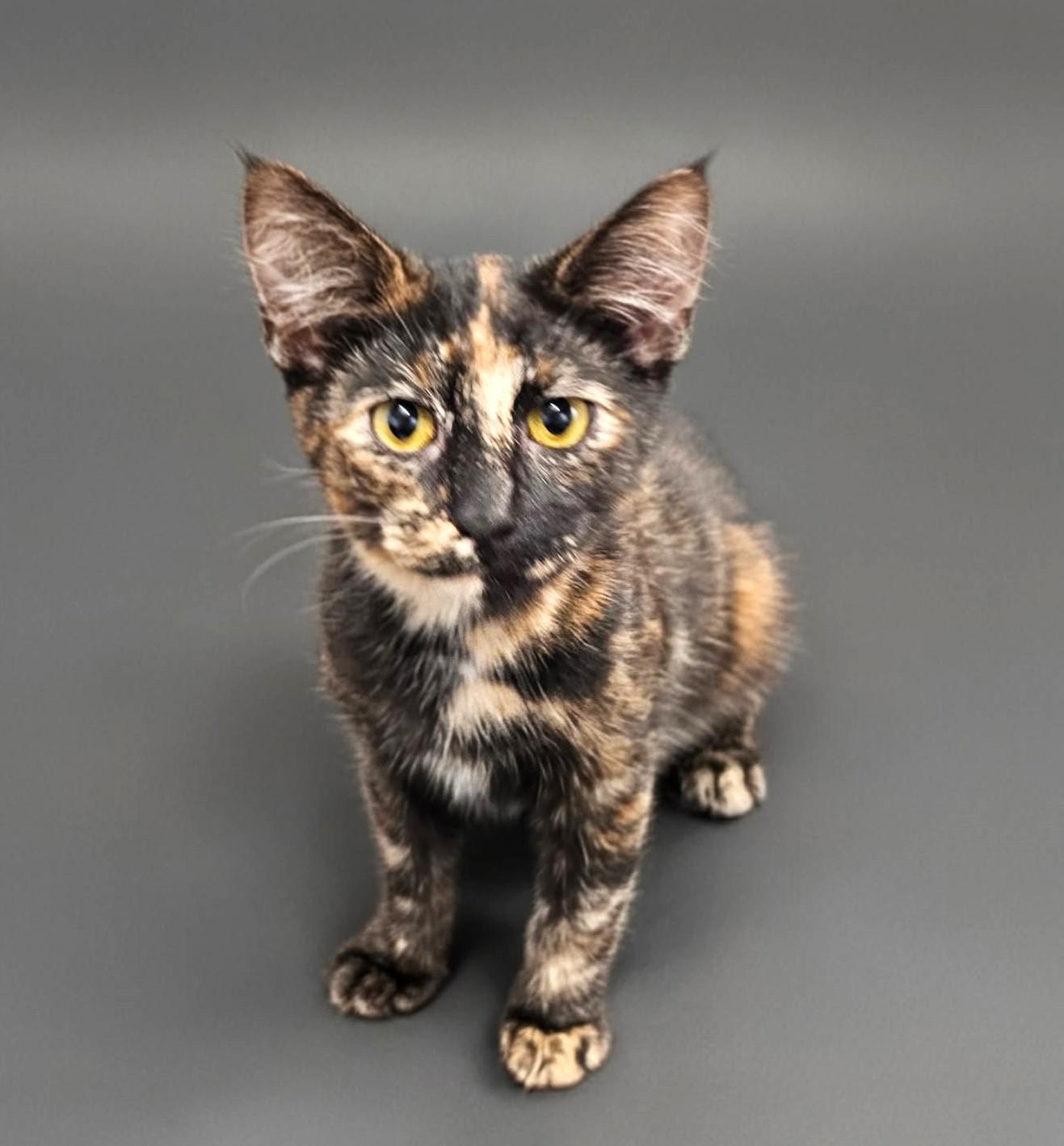Reva (Spicy), a Adoptable Tortoiseshell in Ypsilanti, MI image 1/5