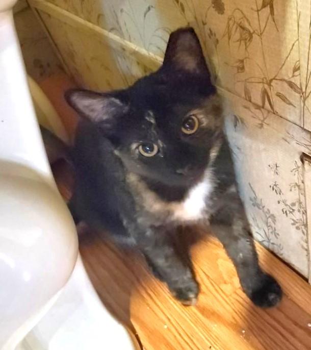 Reva (Spicy), a Adoptable Tortoiseshell in Ypsilanti, MI image 5/5