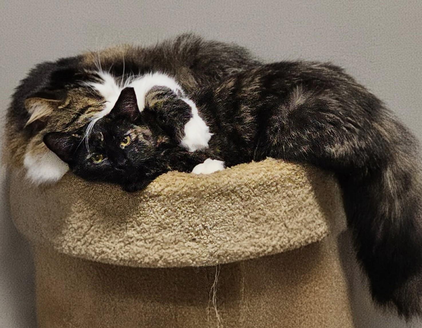 Reva (Spicy), a Adoptable Tortoiseshell in Ypsilanti, MI image 2/5