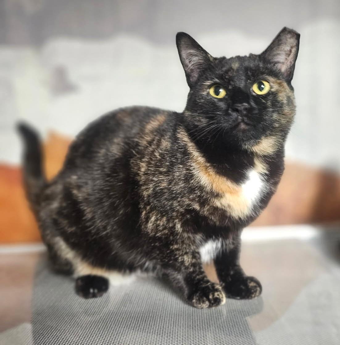 Reva      (Spicy), Adoptable, Kitten Female Tortoiseshell.