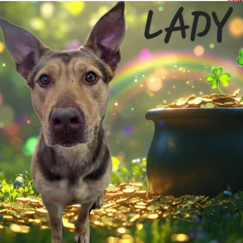 Lady, Adoptable, Adult Female Shepherd.