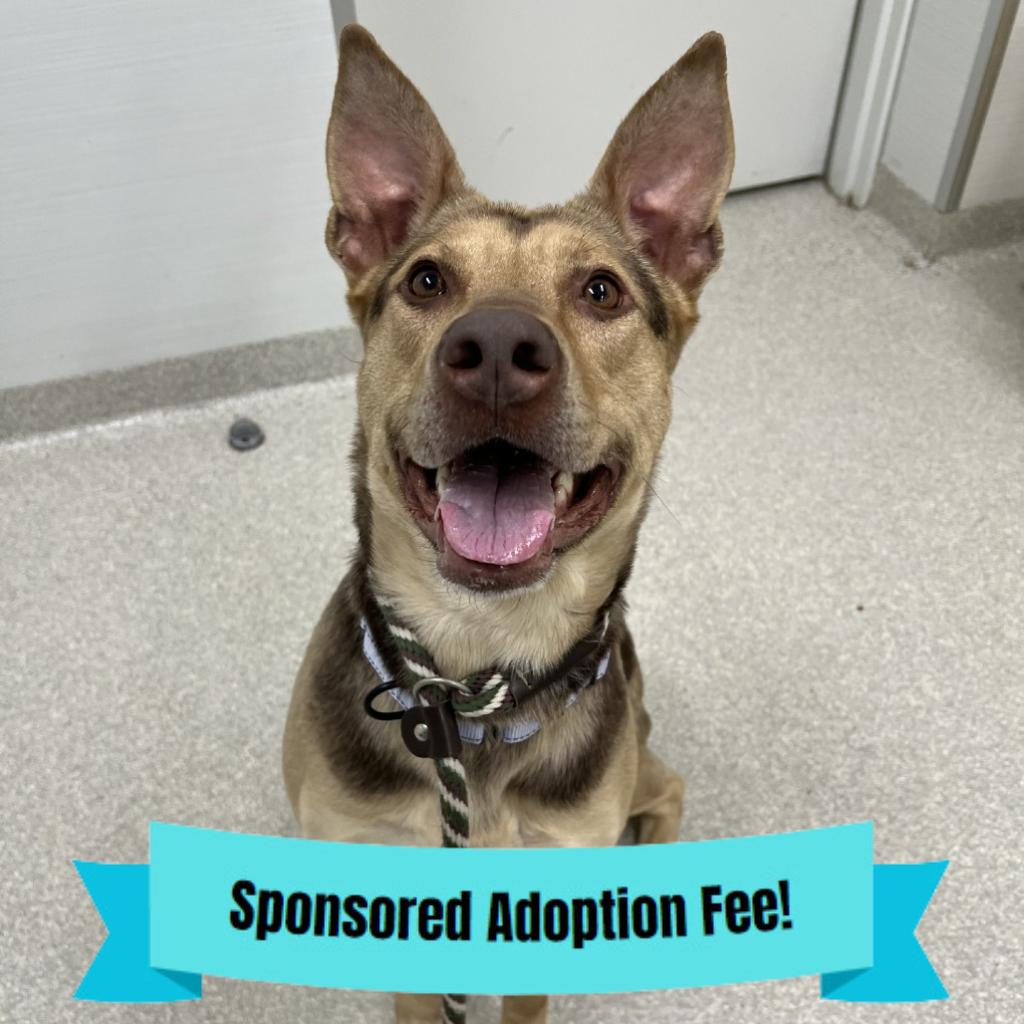 Enlarge Lady, a Adoptable mixed breed in Novelty, OH image 2/3