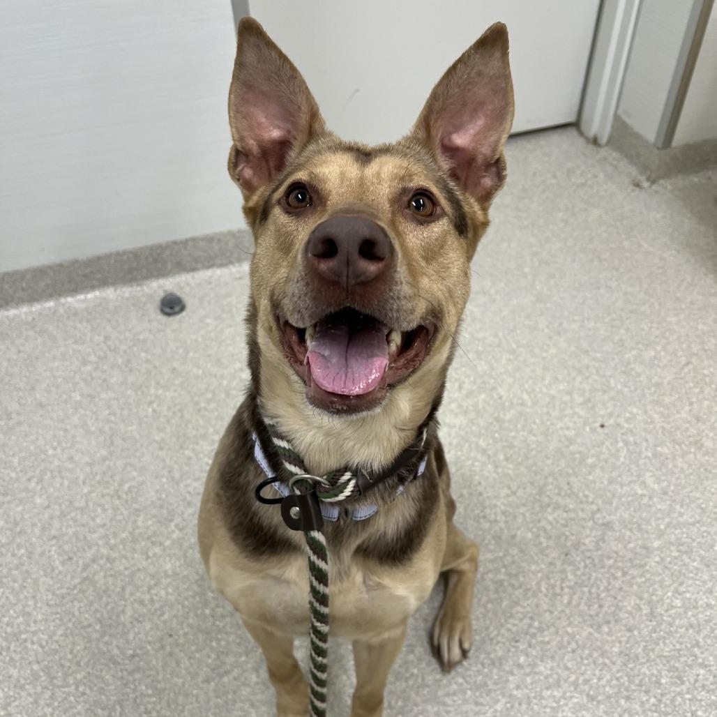 Enlarge Lady, a Adoptable mixed breed in Novelty, OH image 3/3