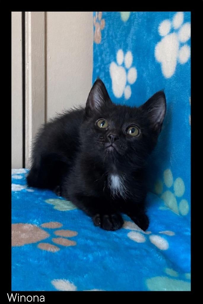 Enlarge Winona, a Adoptable mixed breed in Chino Valley, AZ image 1/1