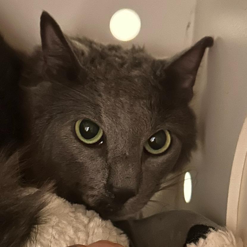 Enlarge Eugene, a Adoptable Domestic Short Hair in Bentonville, AR image 1/1