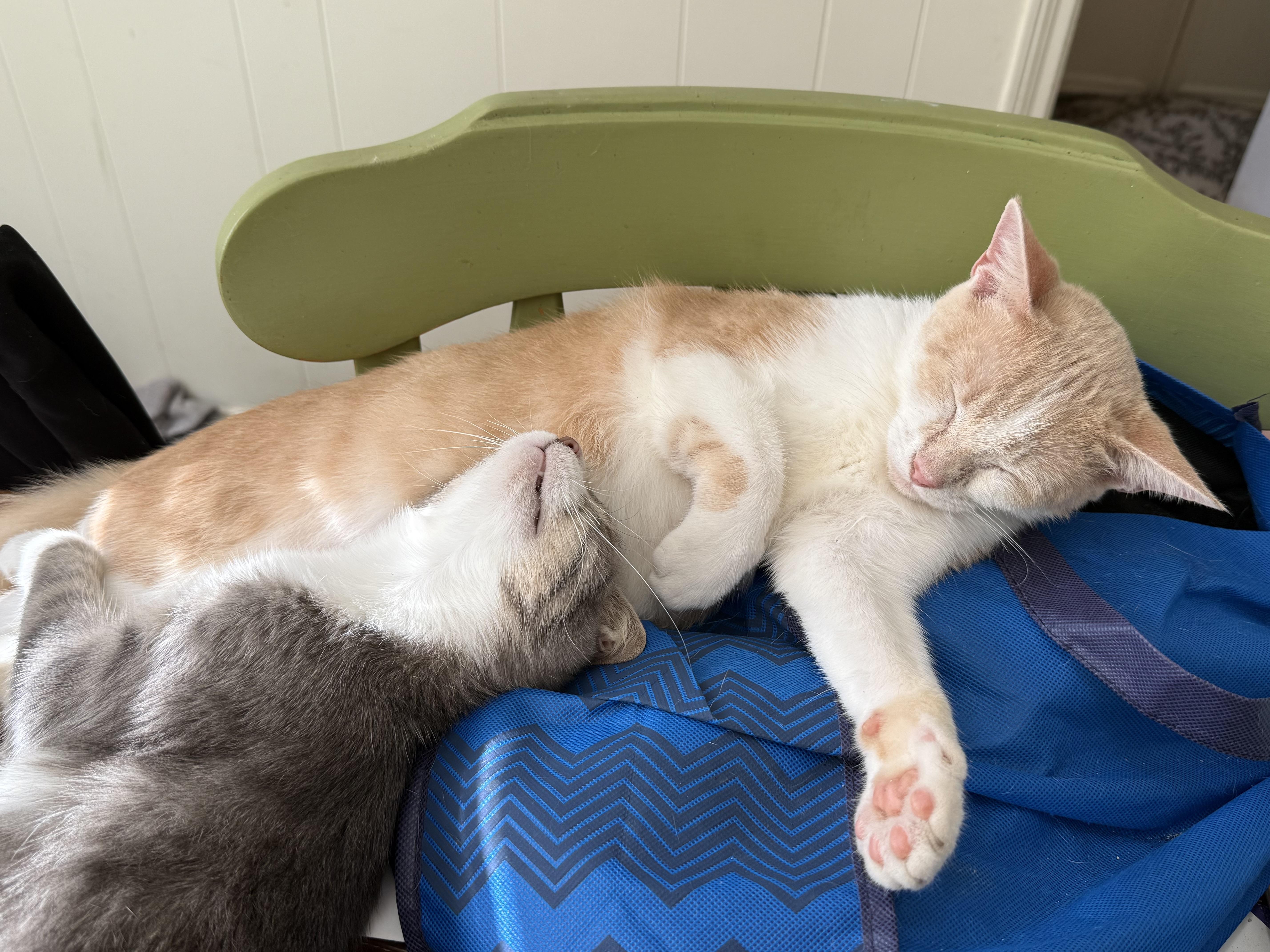 Enlarge Bart, an adopted Domestic Short Hair in Manchester, NH image 2/5