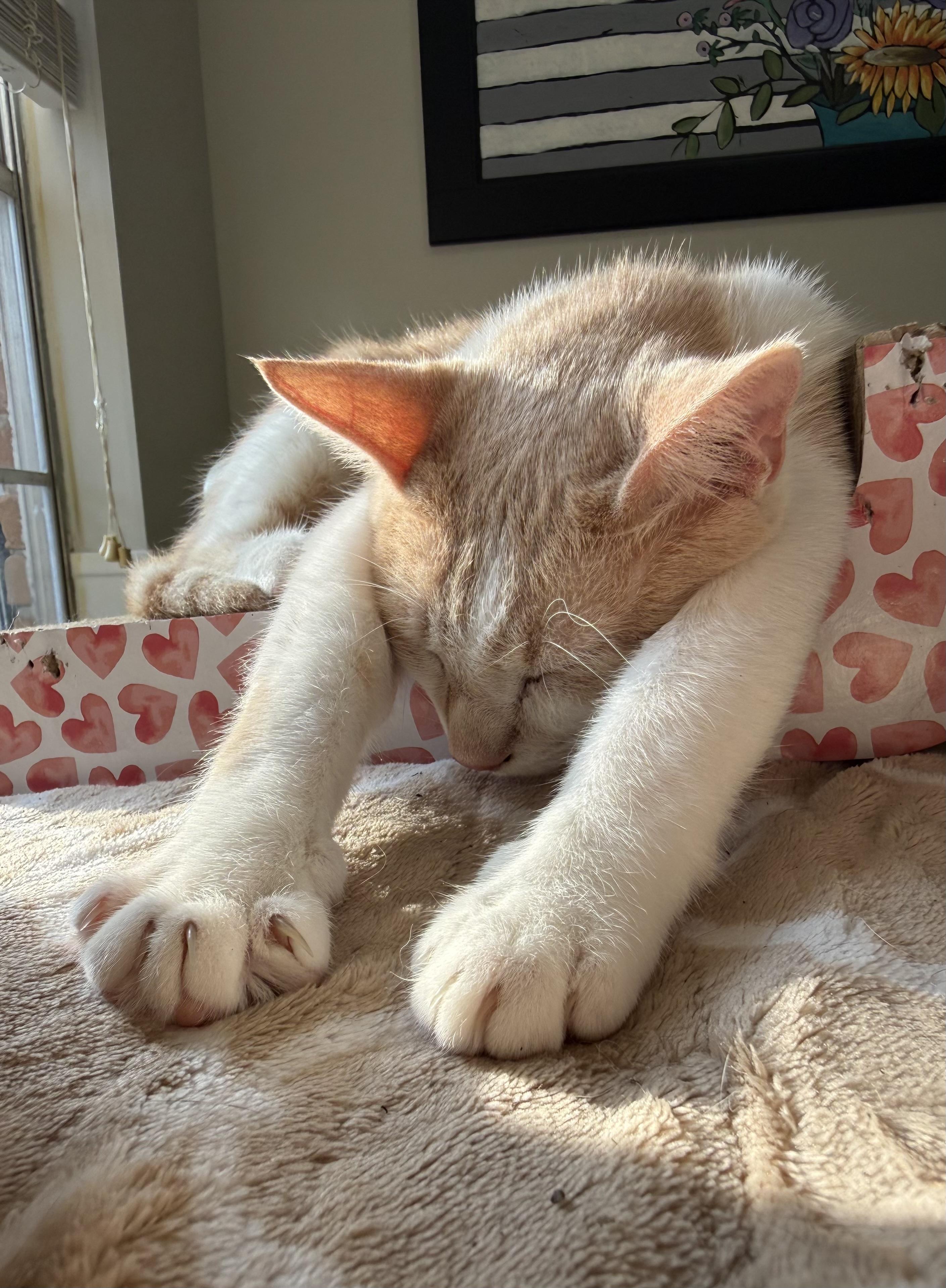 Bart, adopted, Young Male Domestic Short Hair.