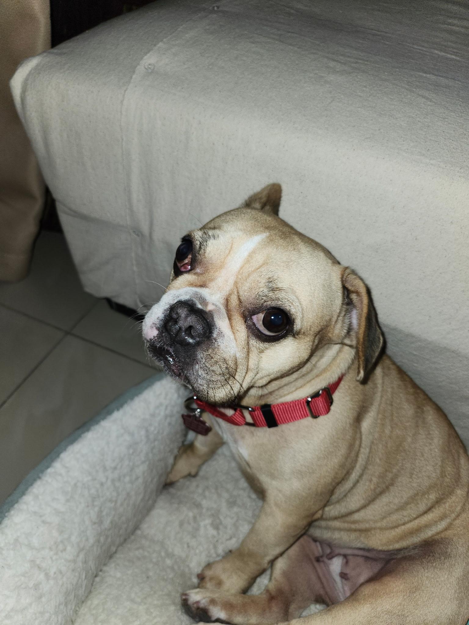 Enlarge Shakira, a ADOPTABLE mixed breed in Plantation, FL image 3/3