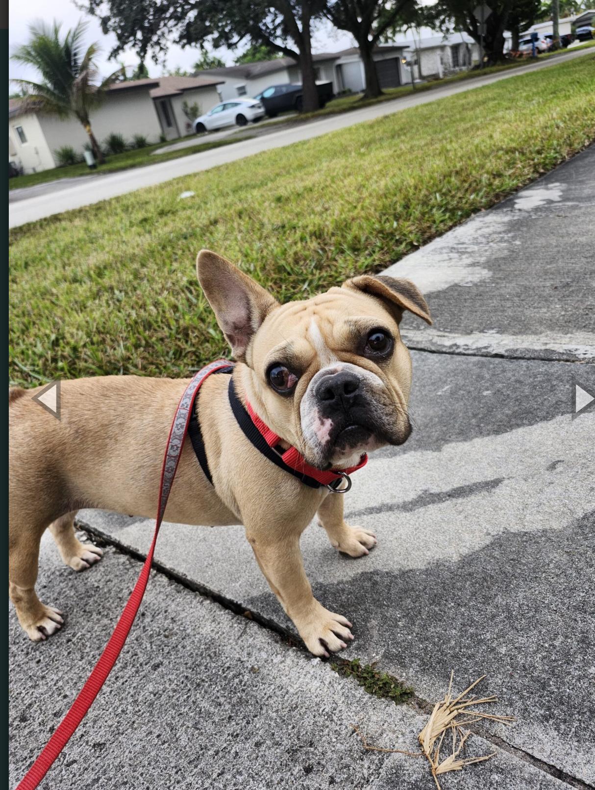 Shakira, ADOPTABLE, Adult Female French Bulldog & Pug.