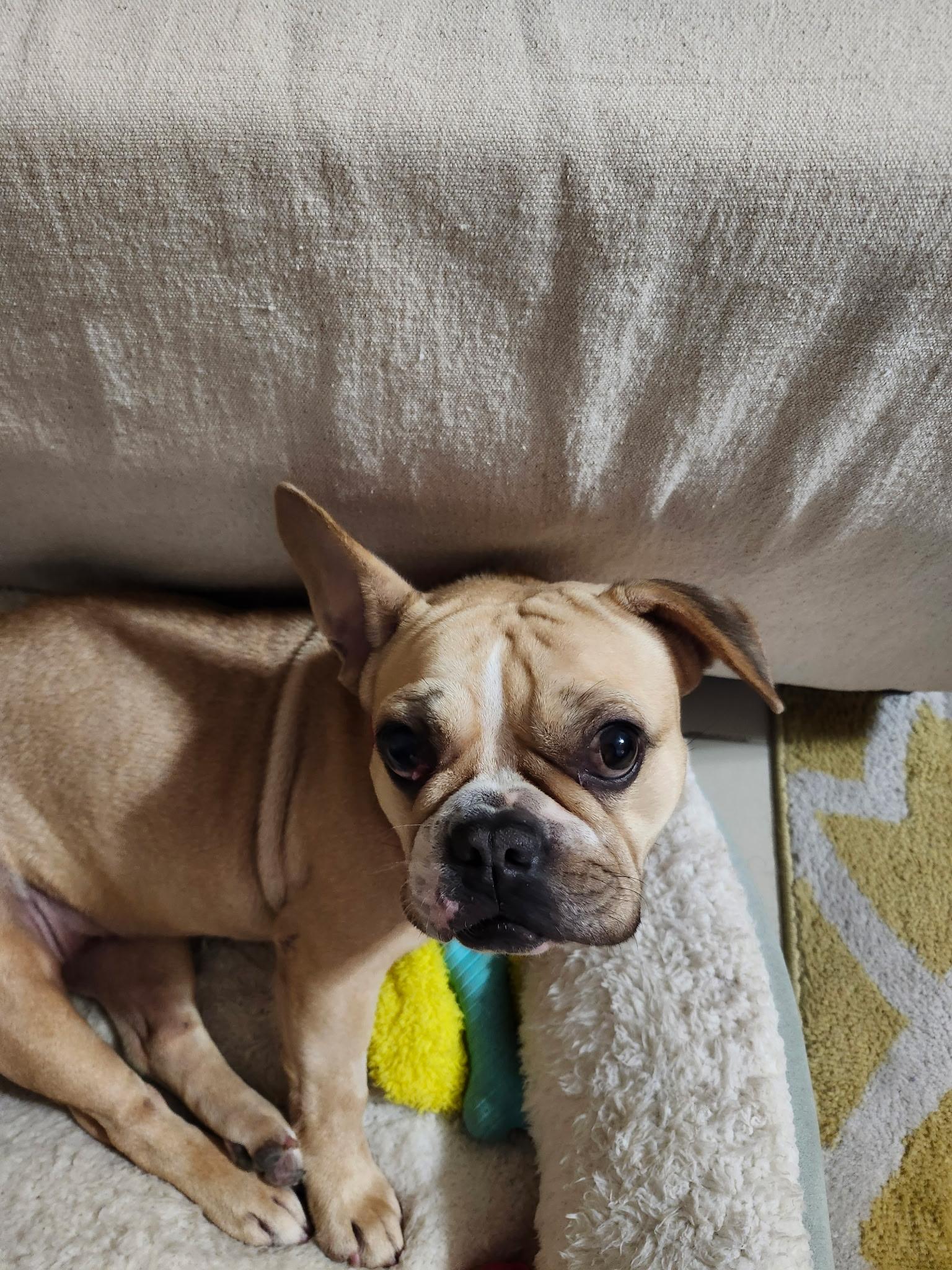 Enlarge Shakira, a ADOPTABLE mixed breed in Plantation, FL image 1/3