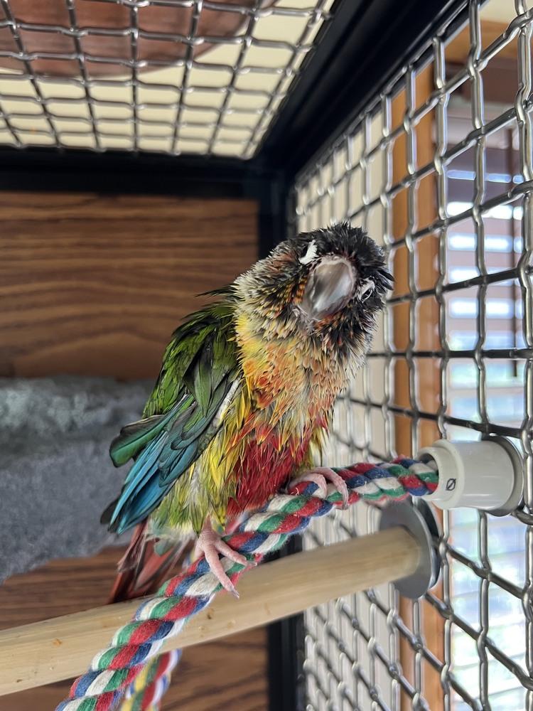 Enlarge Benny, a Adoptable Conure in Pittsburgh, PA image 1/2