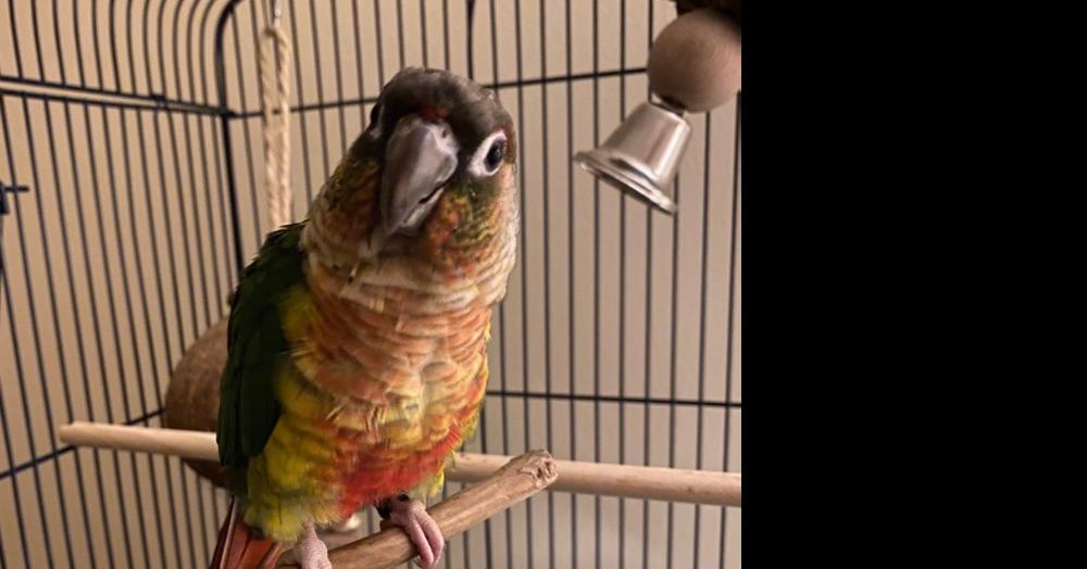 Enlarge Benny, a Adoptable Conure in Pittsburgh, PA image 2/2