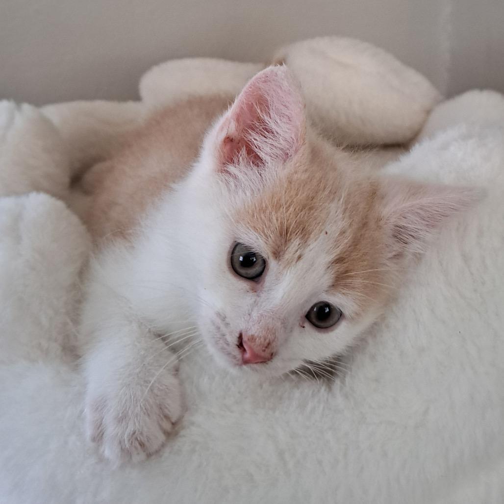 Wilbur, Adoptable, Kitten Male Domestic Short Hair.
