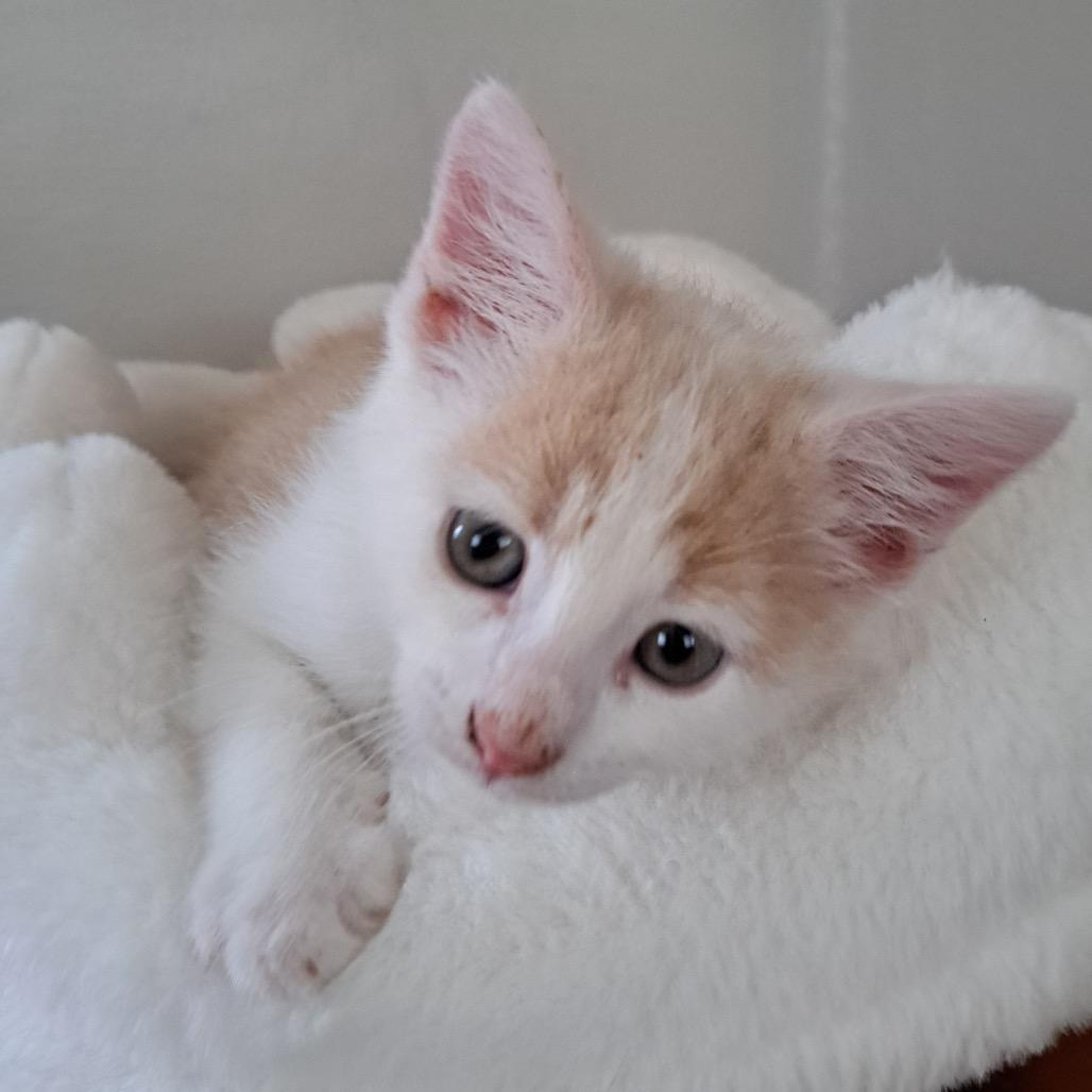 Enlarge Wilbur, a Adoptable Domestic Short Hair in Granville, OH image 2/5