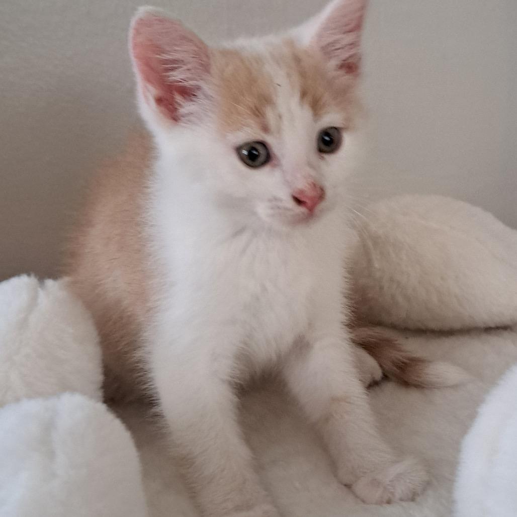 Enlarge Wilbur, a Adoptable Domestic Short Hair in Granville, OH image 4/5