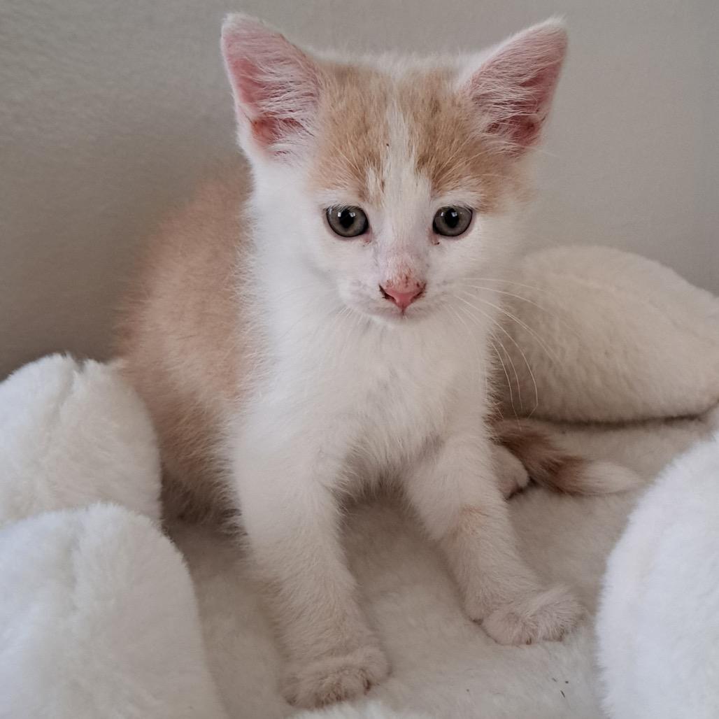 Enlarge Wilbur, a Adoptable Domestic Short Hair in Granville, OH image 5/5
