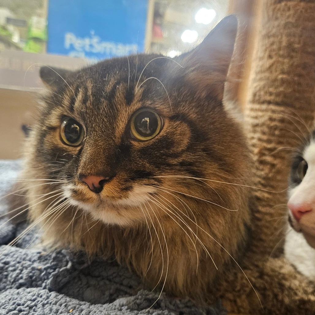 Enlarge Theo, a Adoptable Domestic Medium Hair in Grantsville, UT image 1/1