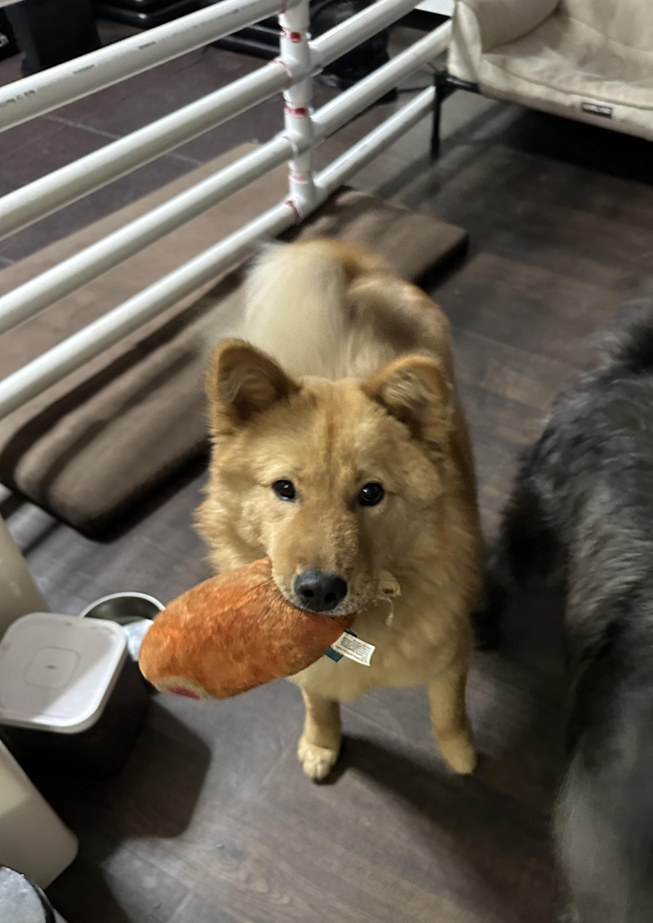 Enlarge OhBok , a ADOPTABLE mixed breed in San Jose, CA image 2/3