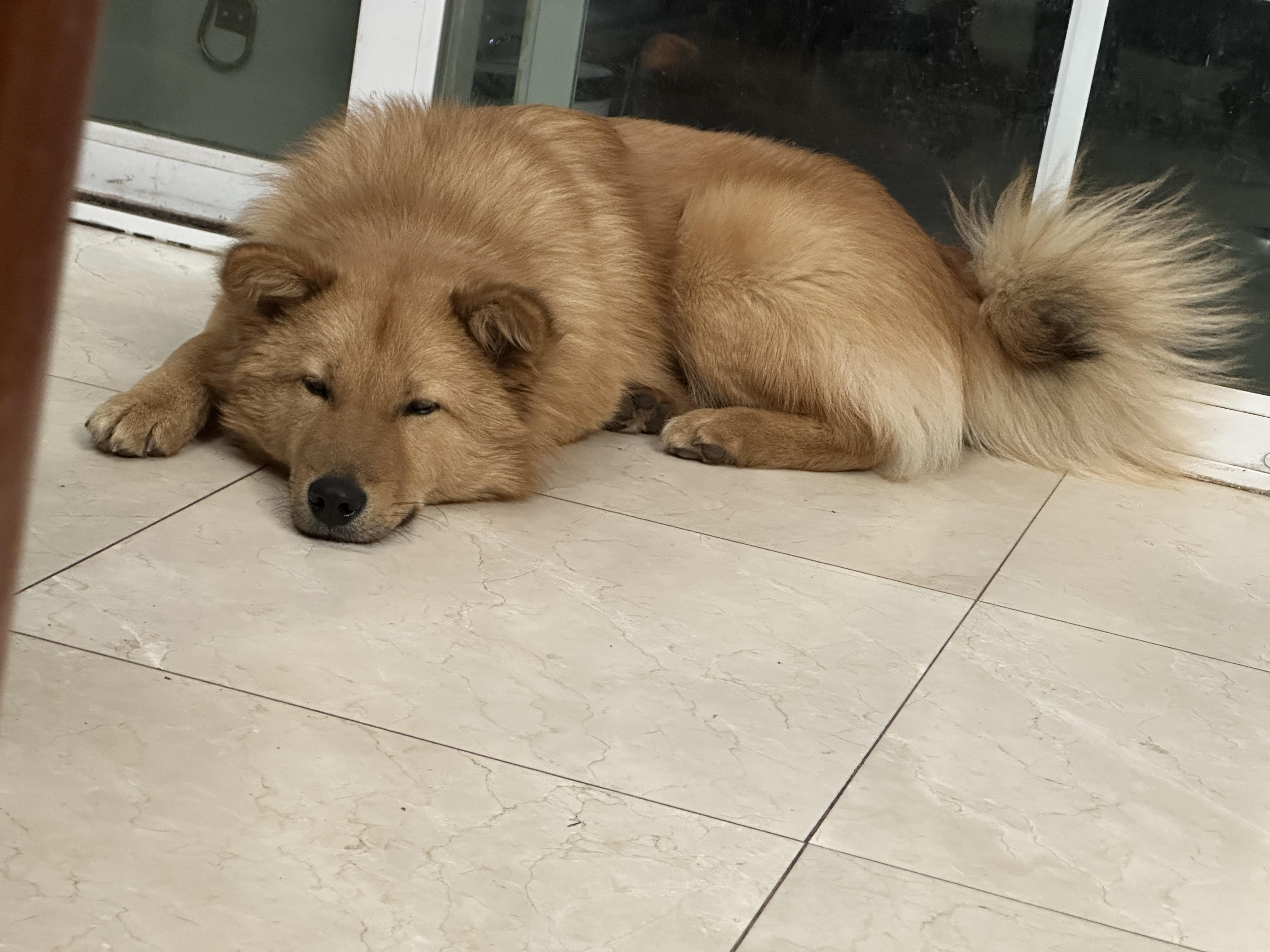 Enlarge OhBok , a ADOPTABLE mixed breed in San Jose, CA image 3/3