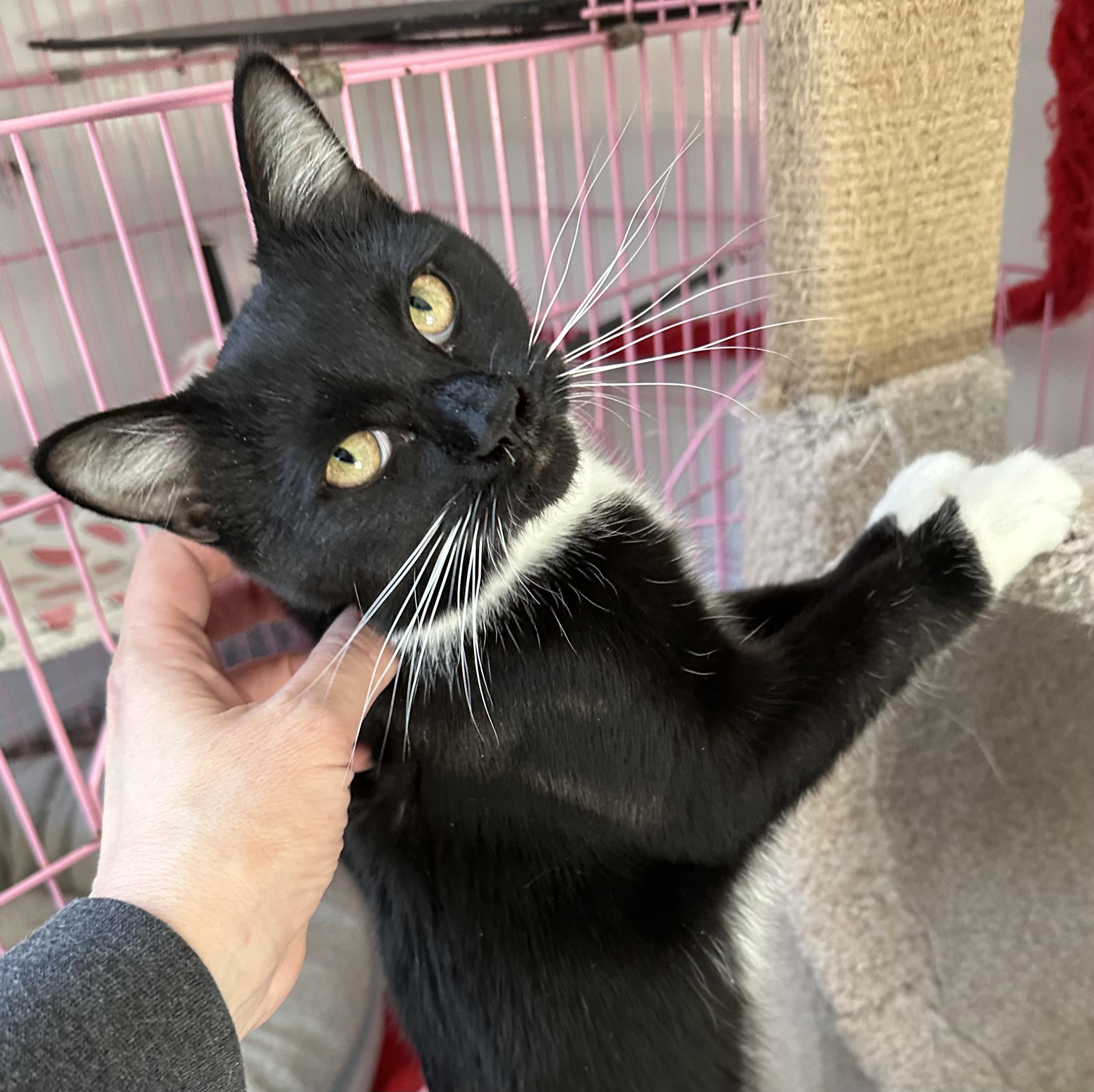 Wren, adopted, Young Female Tuxedo & Domestic Short Hair.
