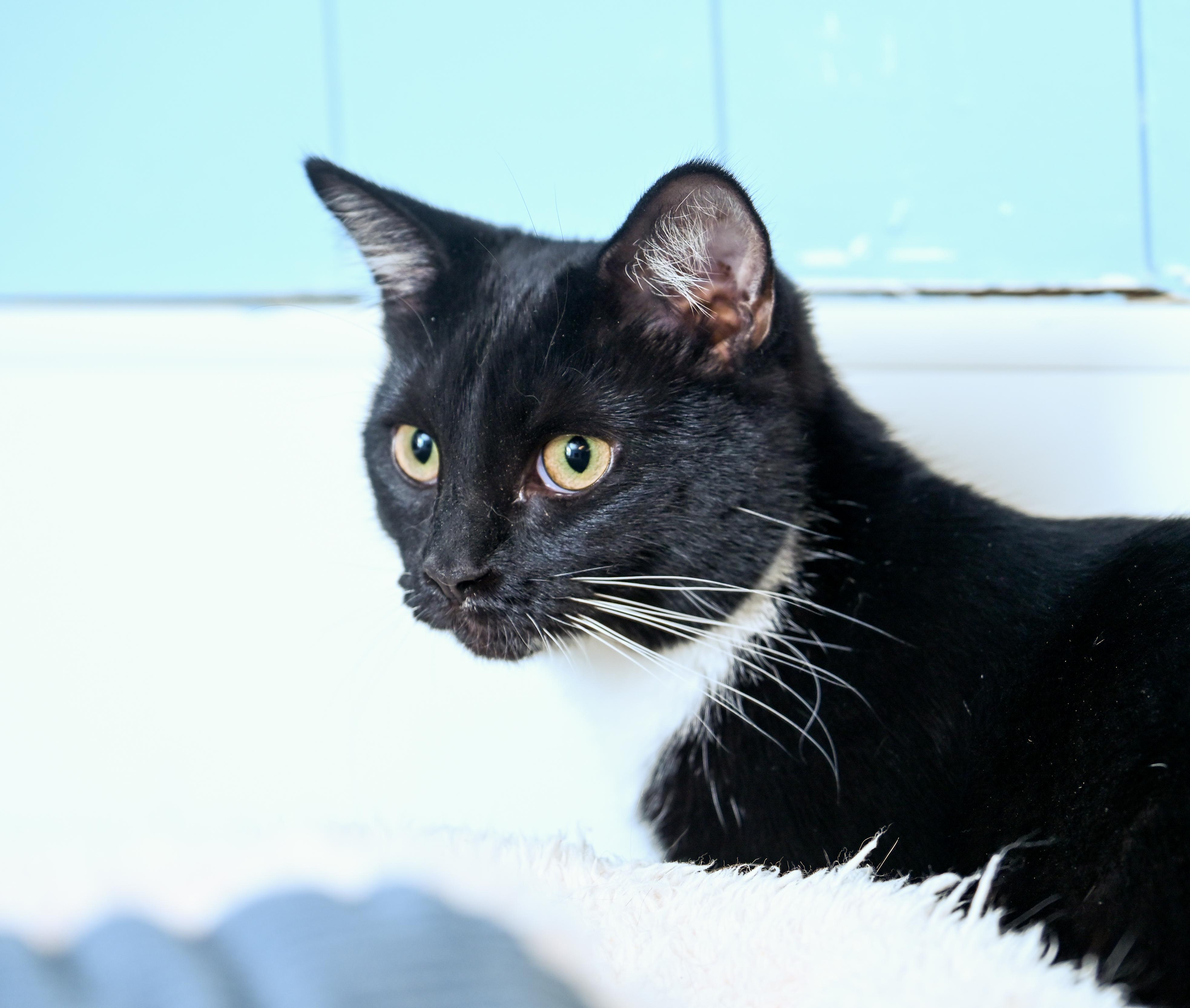 Wren, an adopted mixed breed in Chattanooga, TN image 4/5