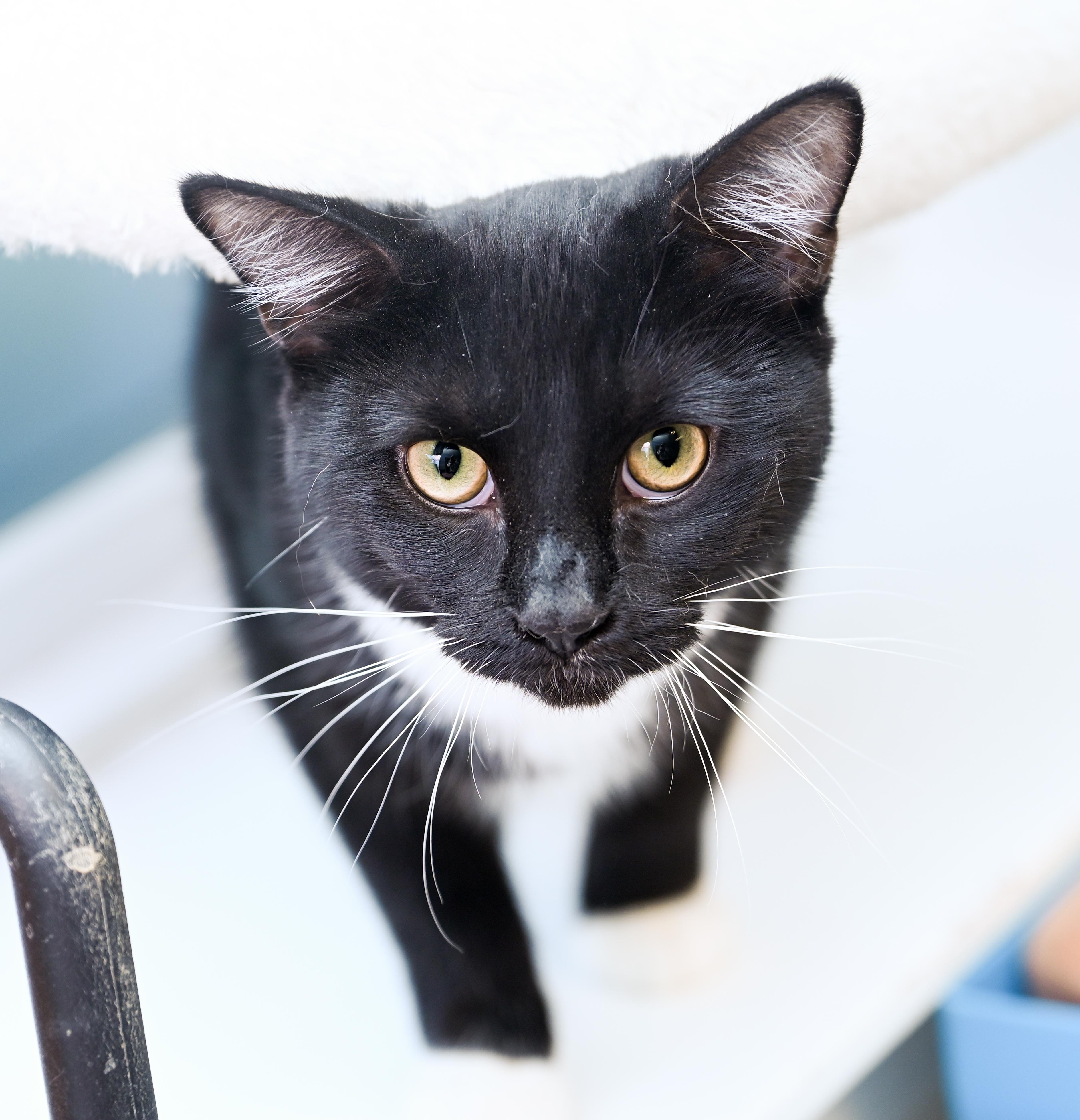 Wren, an adopted mixed breed in Chattanooga, TN image 5/5