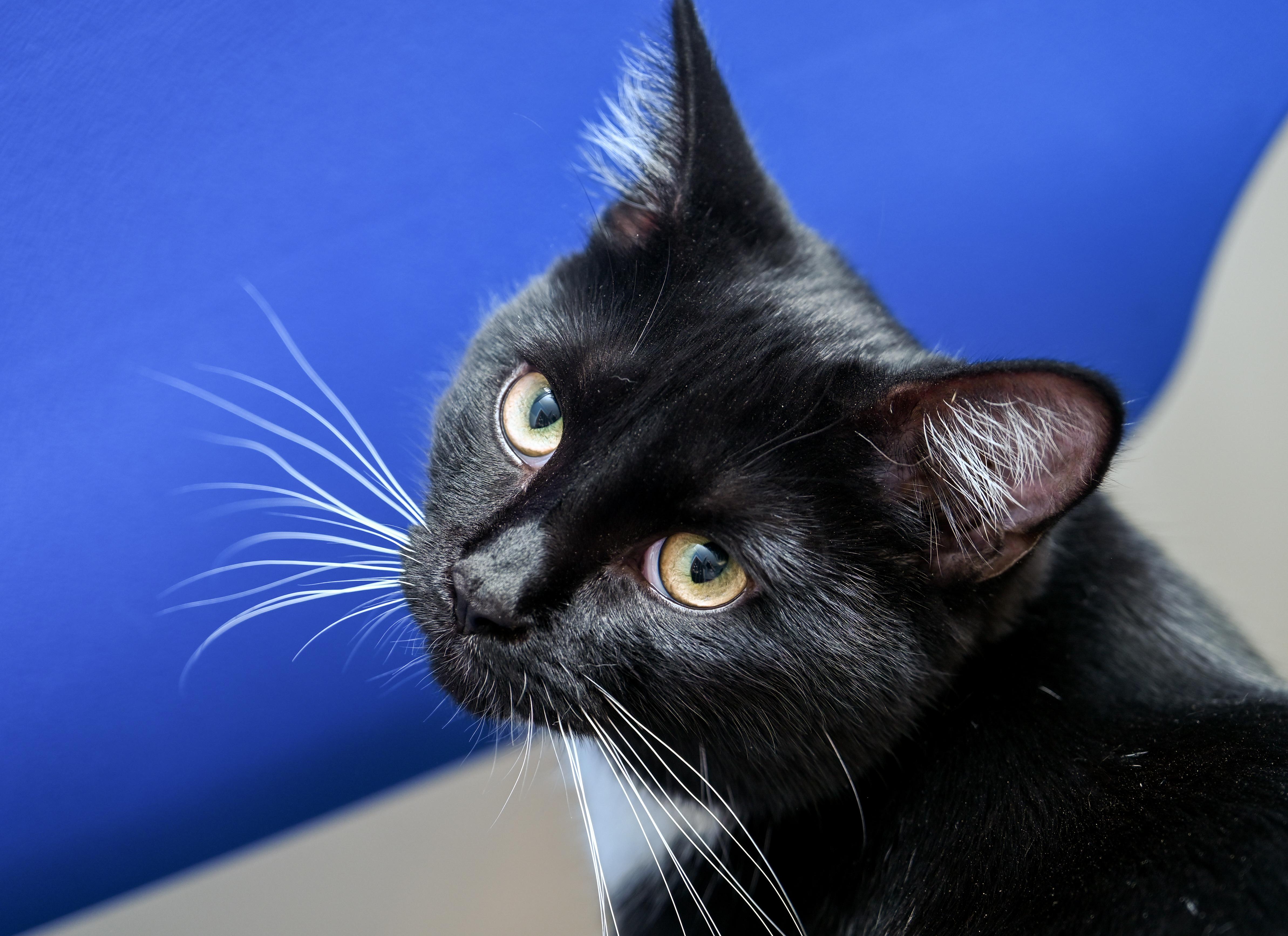 Wren, an adopted mixed breed in Chattanooga, TN image 3/5