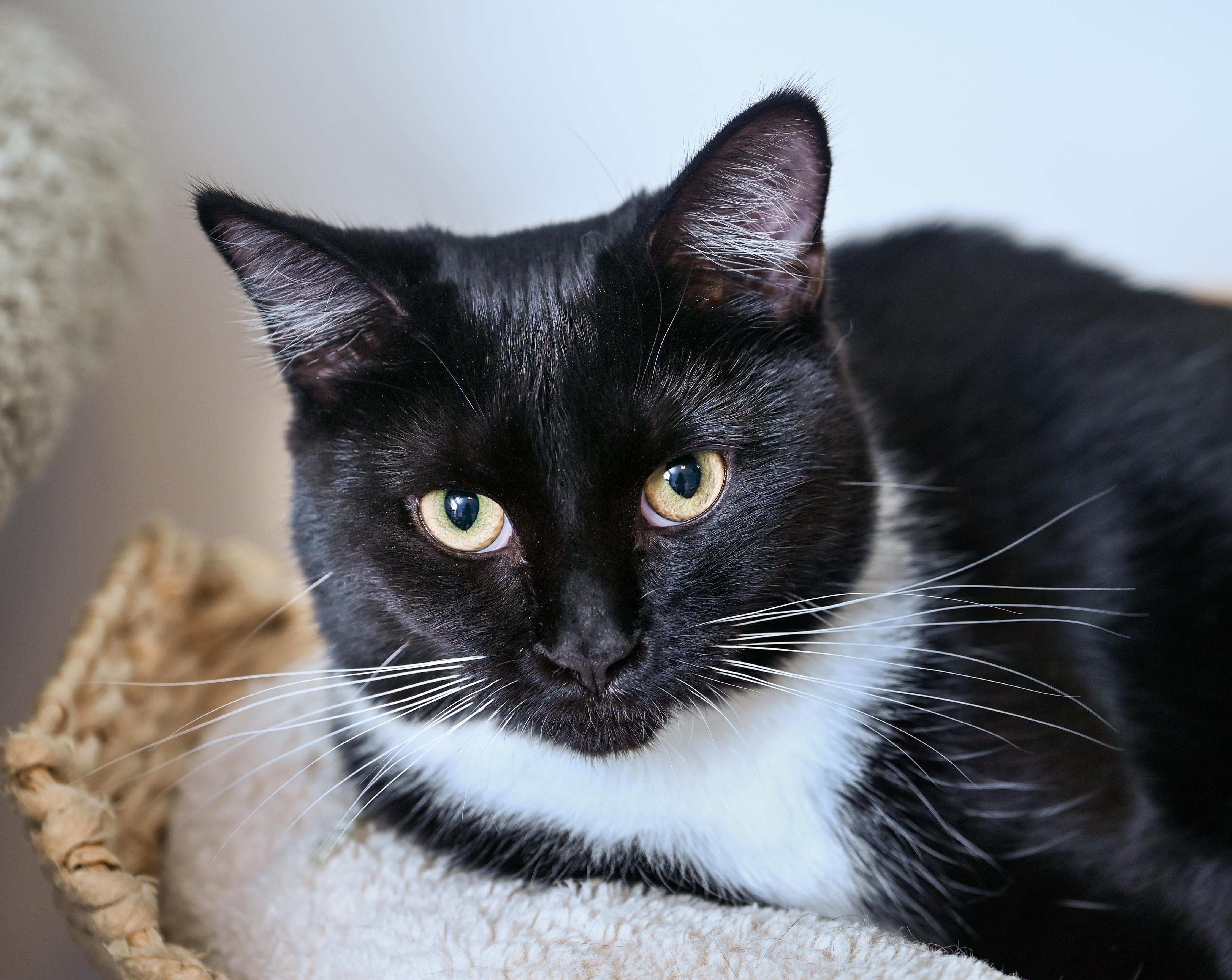 Wren, an adopted mixed breed in Chattanooga, TN image 2/5