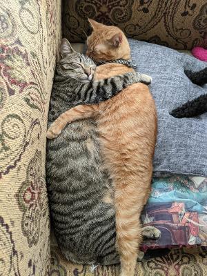 Squeaks, Adoptable, Young Male Domestic Short Hair.