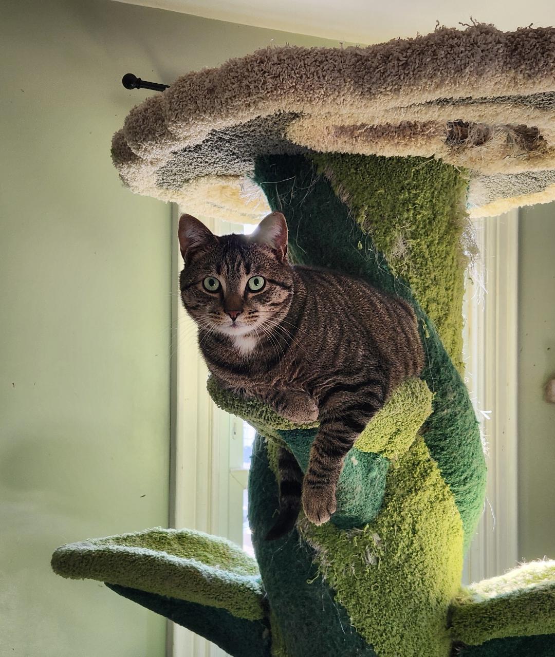 Enlarge Squeaks, a Adoptable Domestic Short Hair in Hanover, PA image 1/6
