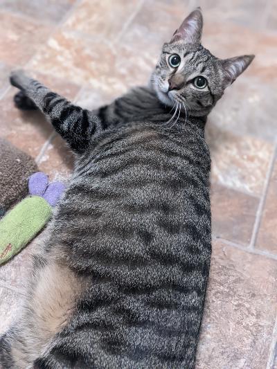 Squeaks, Adoptable, Adult Male Domestic Short Hair.