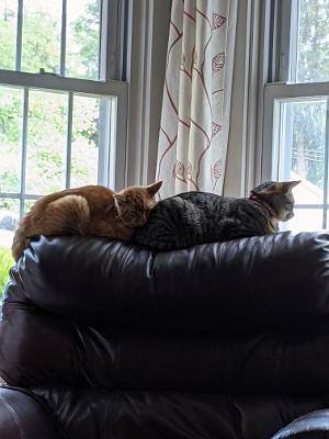 Enlarge Squeaks, a Adoptable Domestic Short Hair in Hanover, PA image 3/5