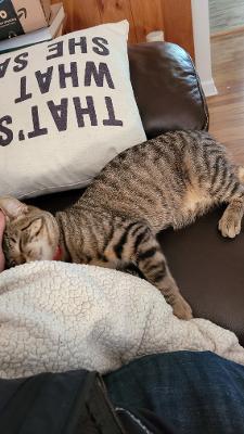 Enlarge Squeaks, a Adoptable Domestic Short Hair in Hanover, PA image 4/5