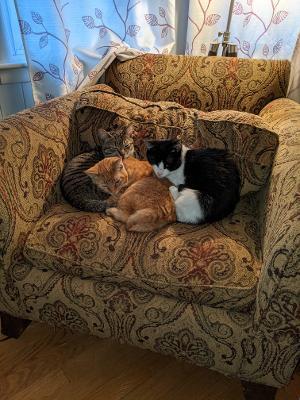 Enlarge Squeaks, a Adoptable Domestic Short Hair in Hanover, PA image 5/5