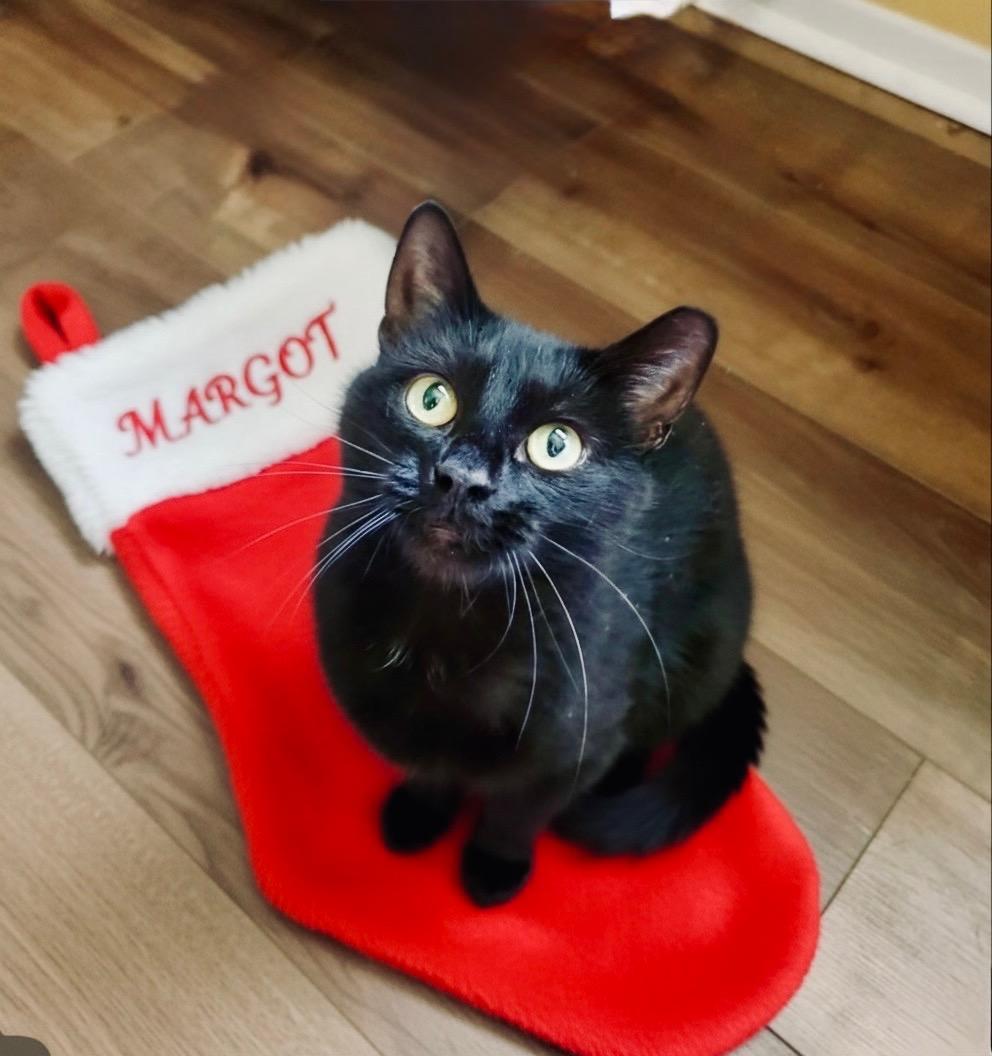 Margot, adopted, Young Female Domestic Short Hair.