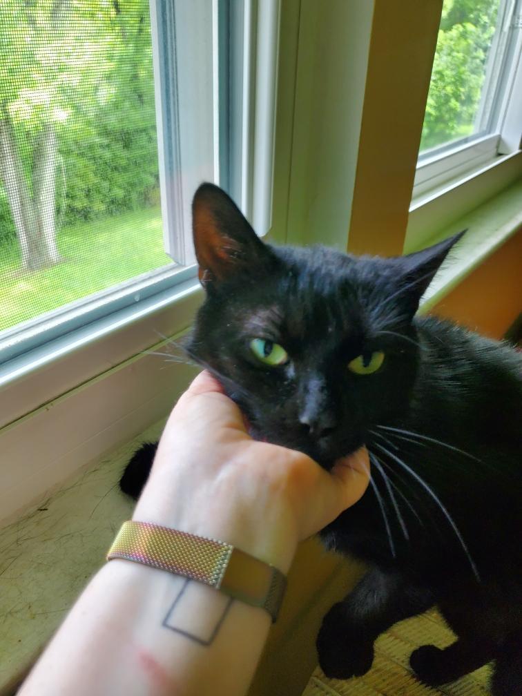 Margot, a Adoptable Domestic Short Hair in Covington, KY image 6/6