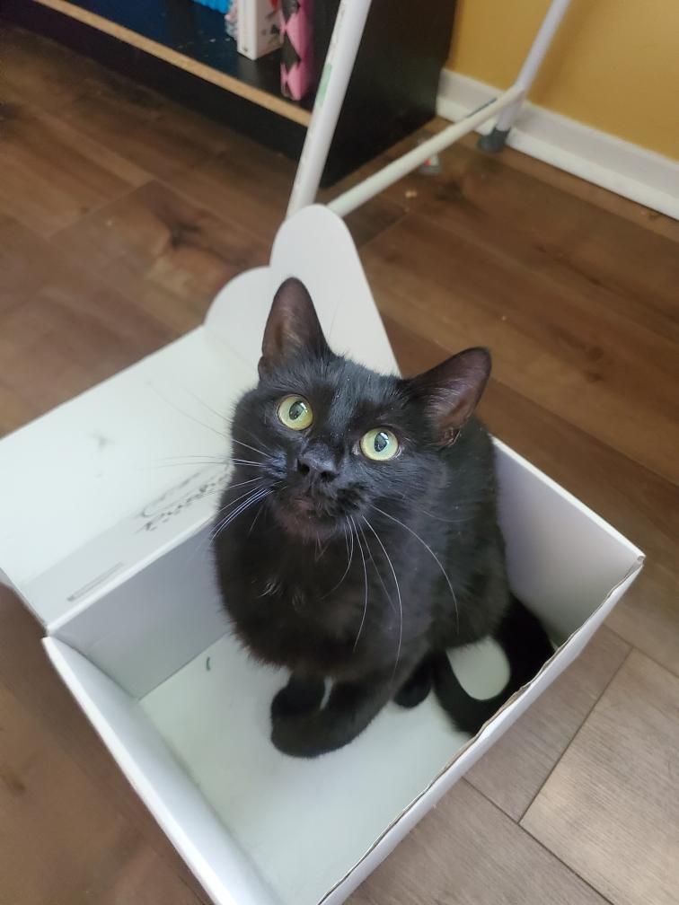 Margot, a Adoptable Domestic Short Hair in Covington, KY image 4/6