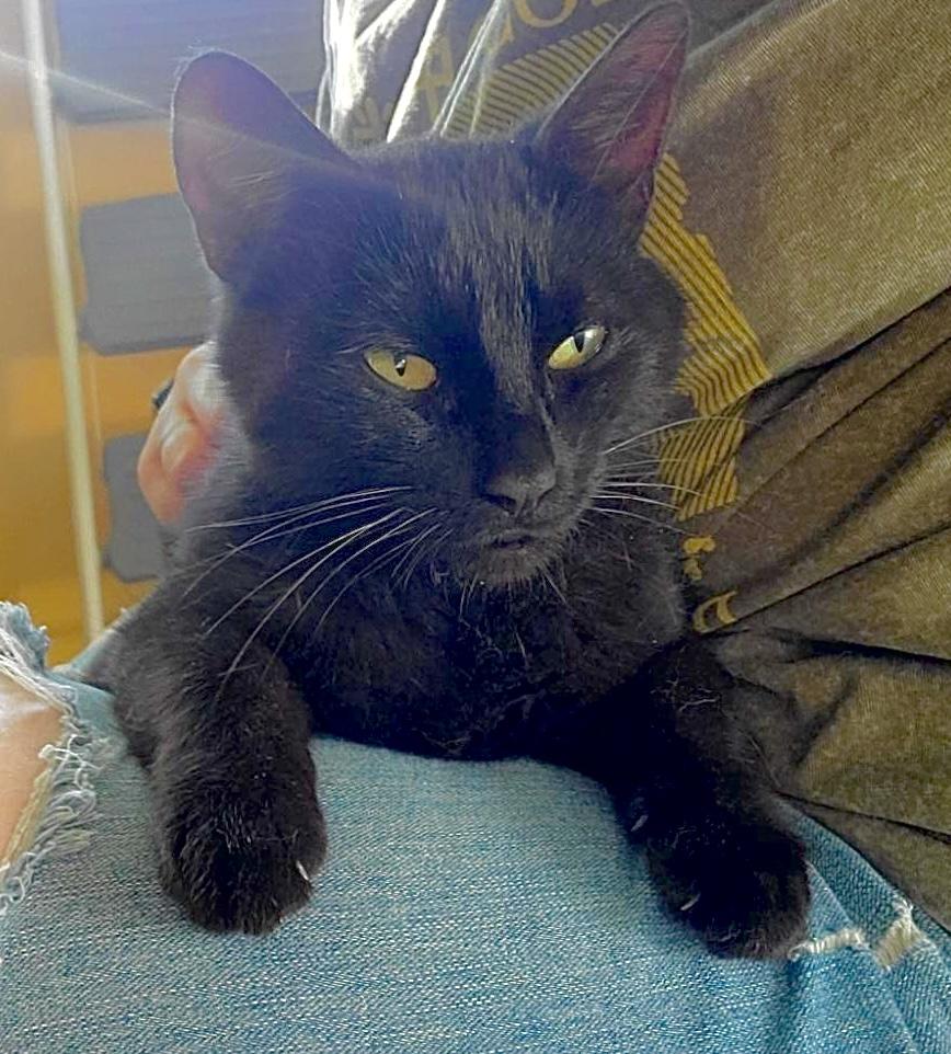 Margot, a Adoptable Domestic Short Hair in Covington, KY image 1/6