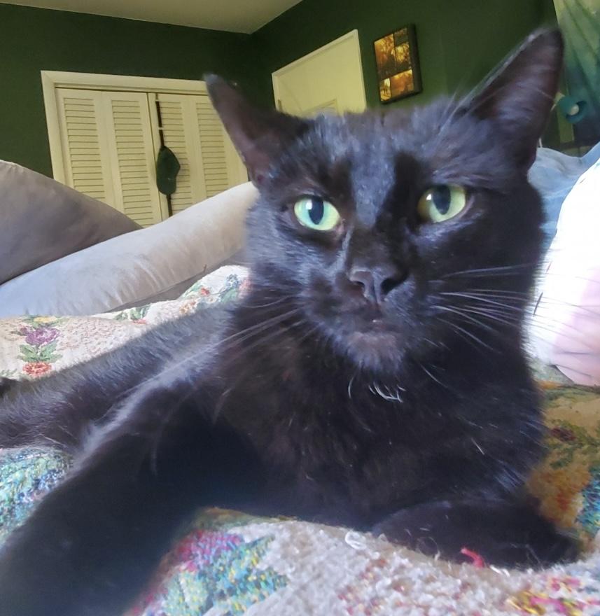 Margot, a Adoptable Domestic Short Hair in Covington, KY image 2/6