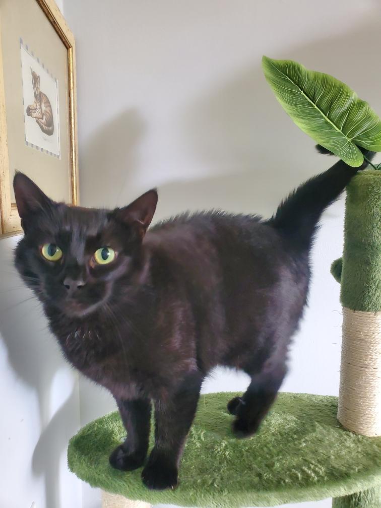 Margot, a Adoptable Domestic Short Hair in Covington, KY image 3/6