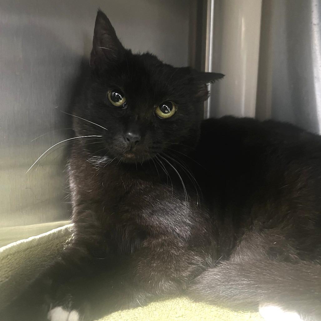 Enlarge Sage, a Adoptable Domestic Short Hair in Fort Wayne, IN image 1/1