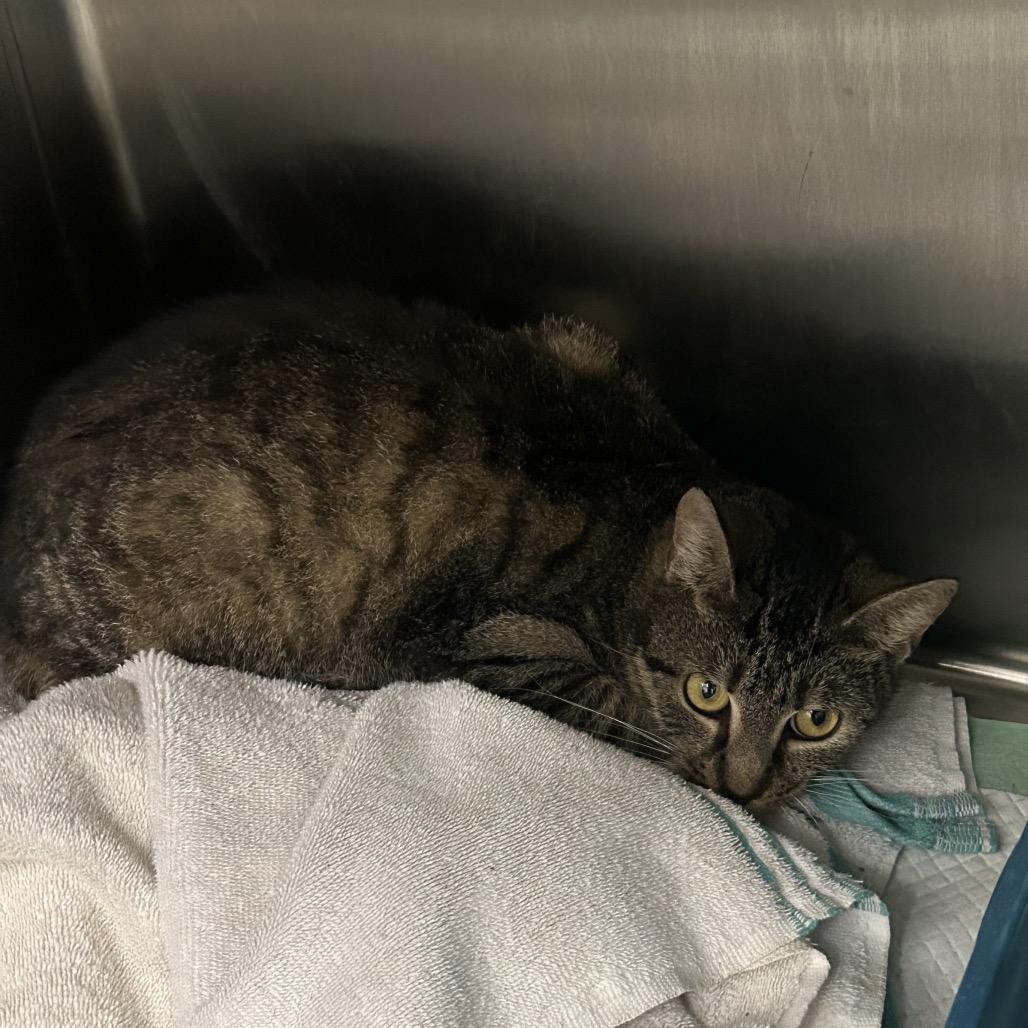 Cosmic Brownie, Adoptable, Adult Female Domestic Short Hair.